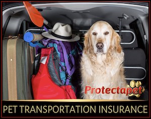 Insurance for pet transportation companies in Spain by Protectapet 